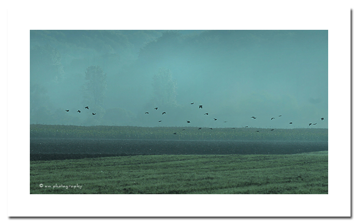 Frhnebel auf dem Feld