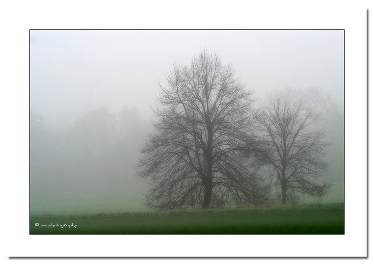Nebel im Dezember II