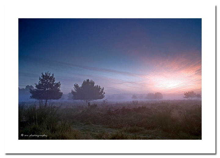 Morgens frh im NSG Wahner Heide