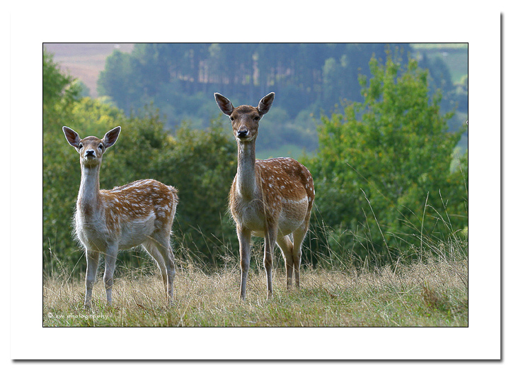 Rehe