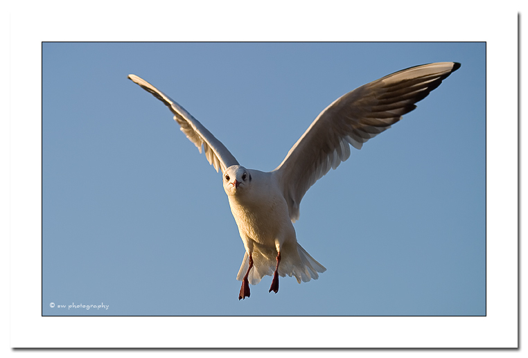 Mwe im Flug