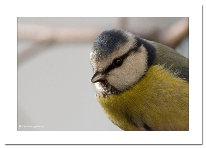 Blaumeise