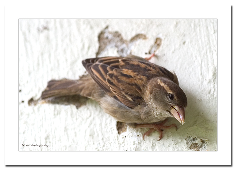 Spatz an der Hauswand